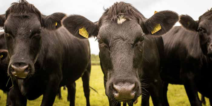 The Dorset Meat Company