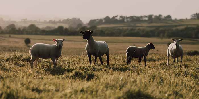 The Dorset Meat Company