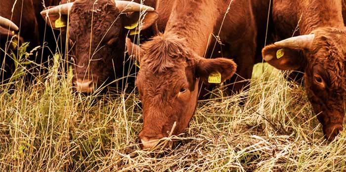 The Dorset Meat Company