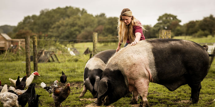 The Dorset Meat Company